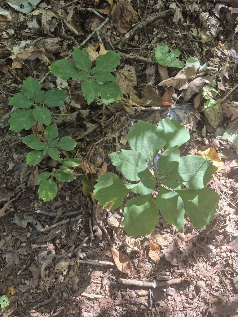 Pachysandra Procumbens