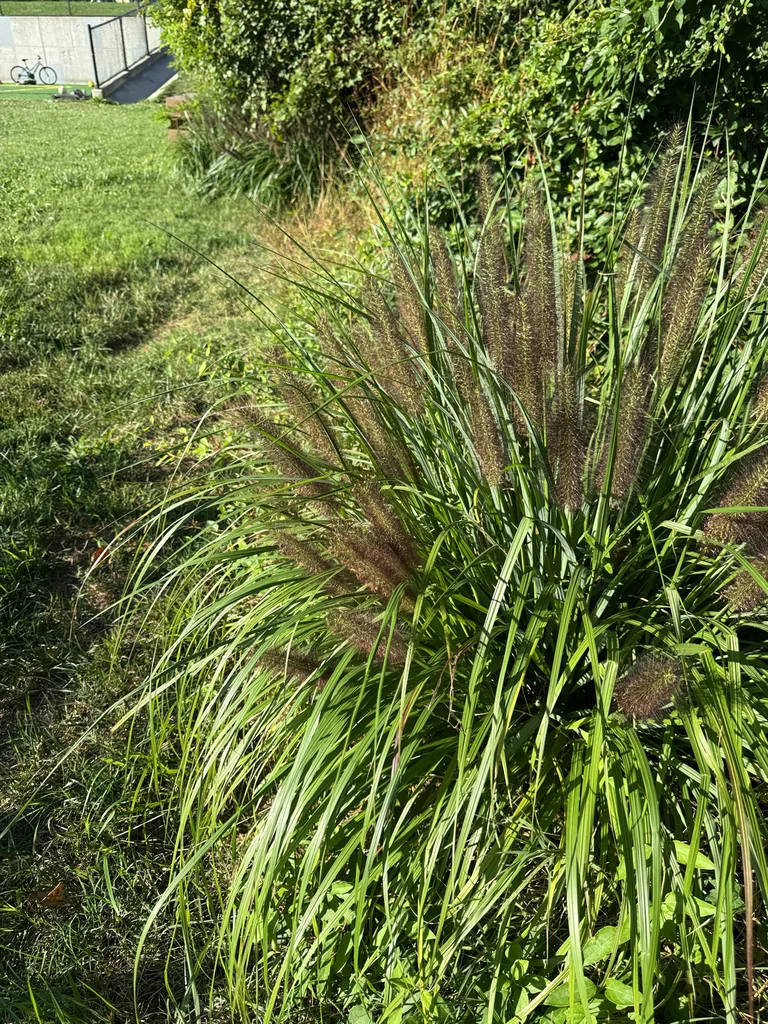 Pennisetum alopecuroides