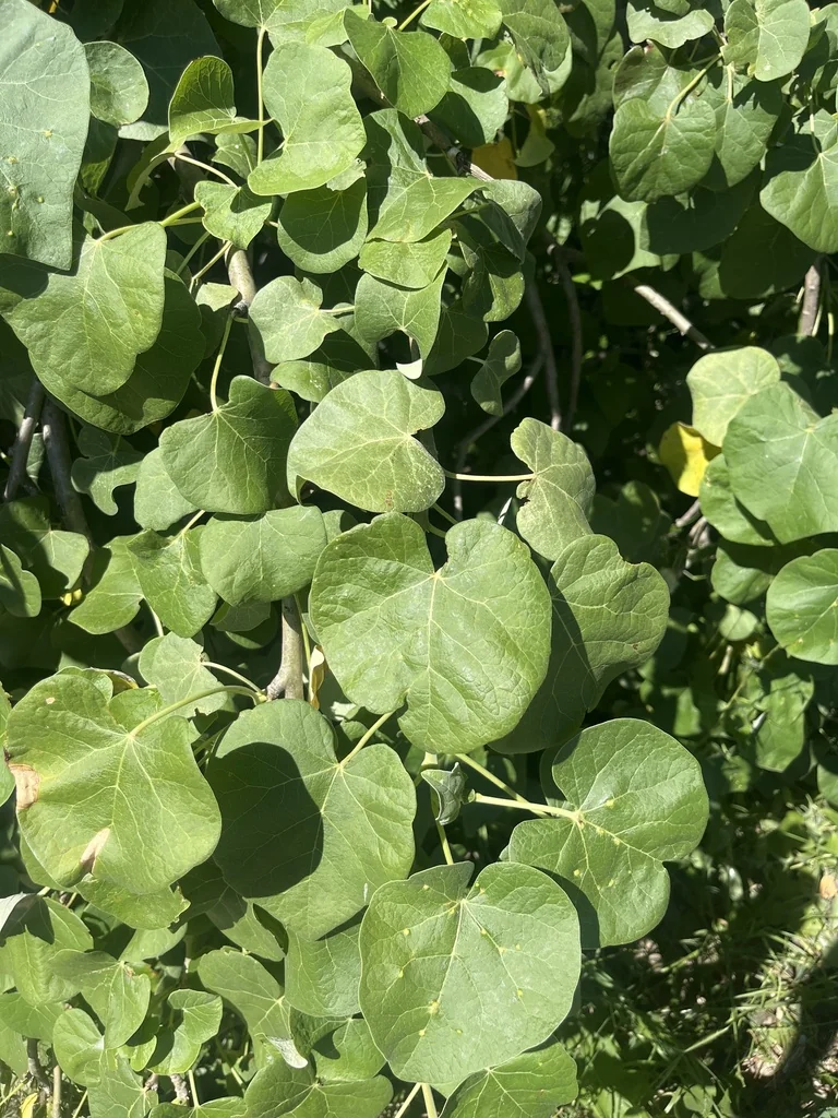 Jatropha Cinerea