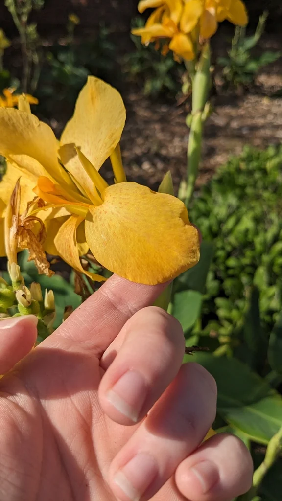 Canna generalis