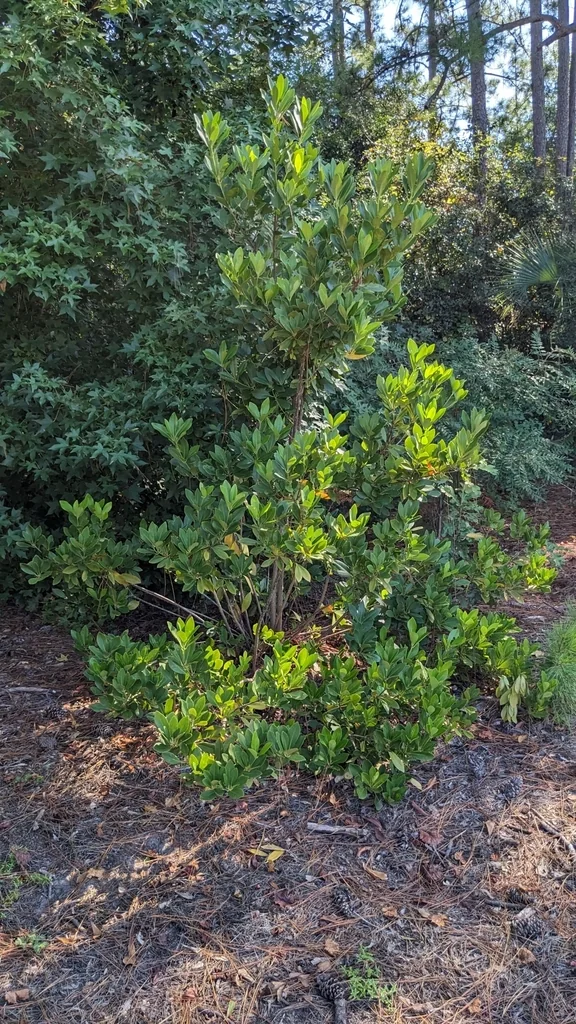 Illicium Parviflorum