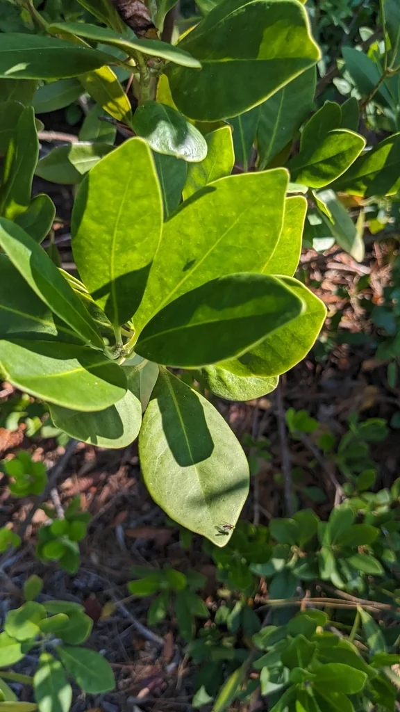 Illicium Parviflorum