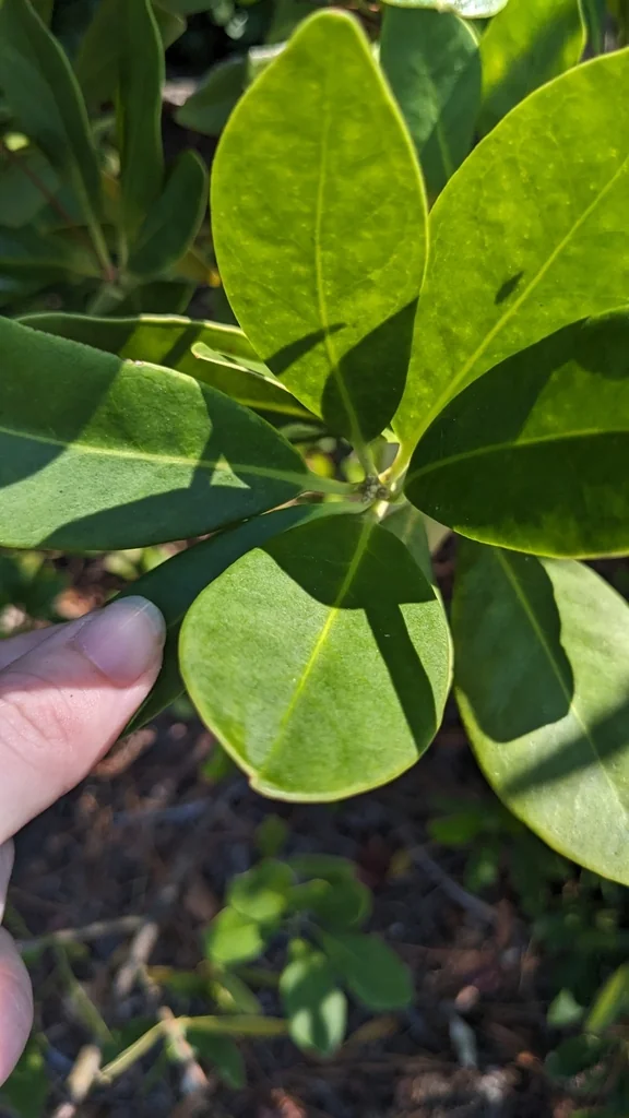 Illicium Parviflorum
