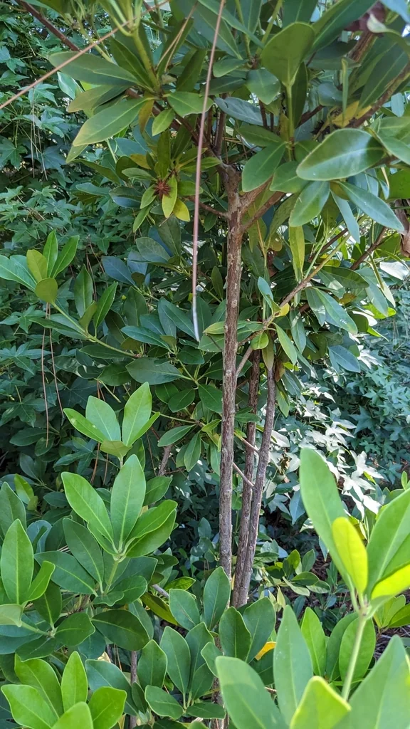 Illicium Parviflorum