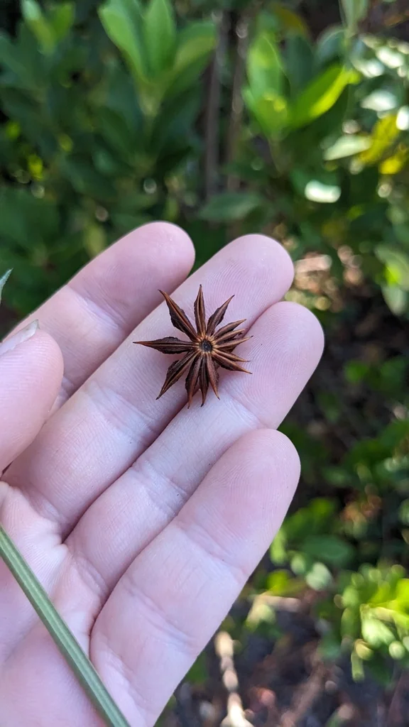 Illicium Parviflorum