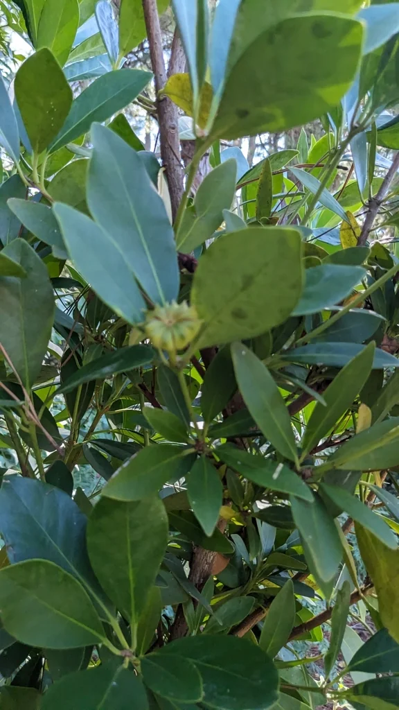 Illicium Parviflorum