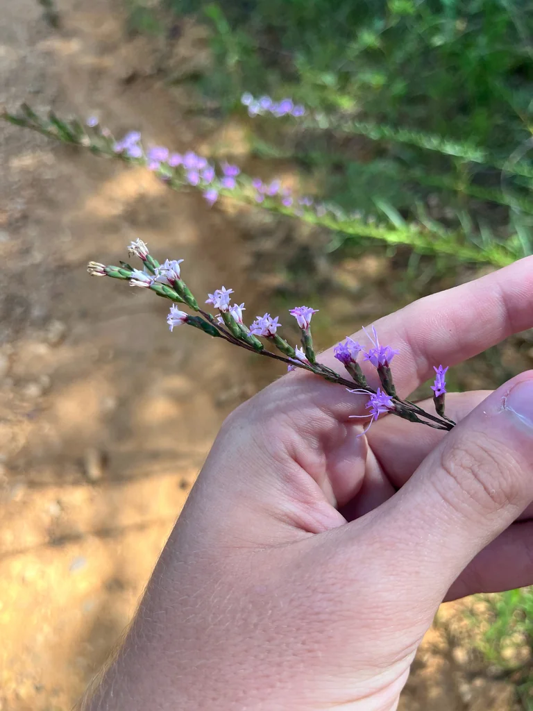 Liatris Microcephala