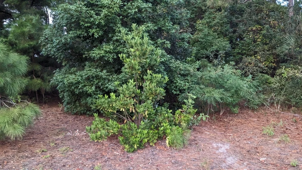 Illicium Parviflorum
