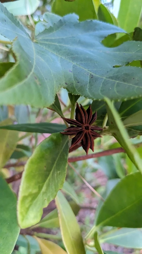 Illicium Parviflorum