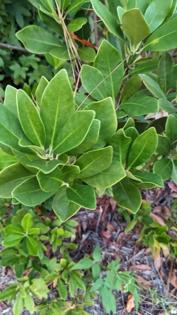 Illicium Parviflorum