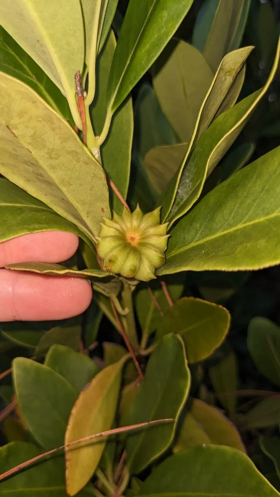 Illicium Parviflorum