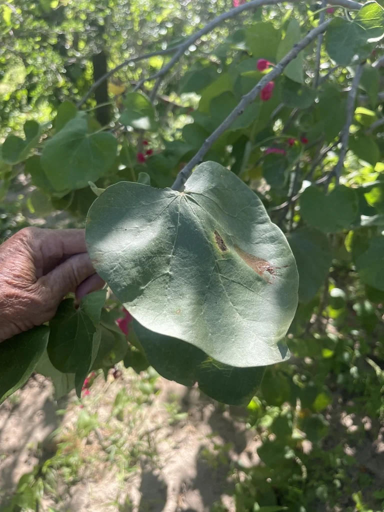 Jatropha Cinerea
