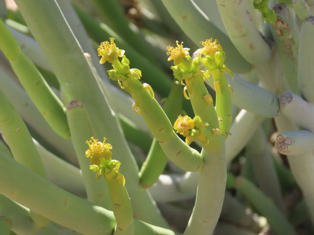 Euphorbia Mauritanica