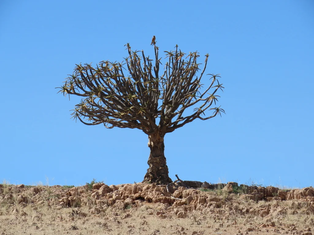Aloe Dichotoma