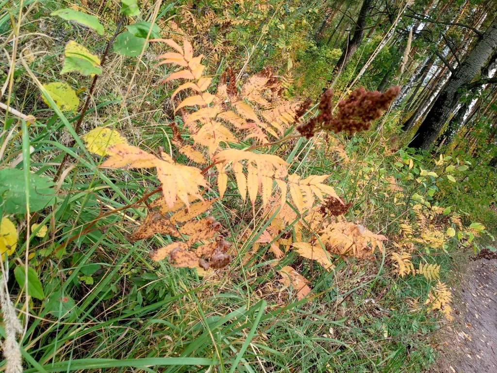 Sorbaria Sorbifolia