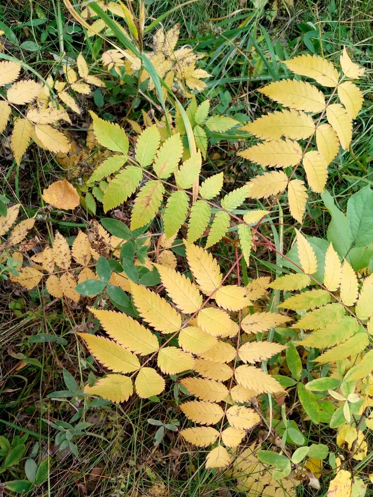 Sorbaria Sorbifolia