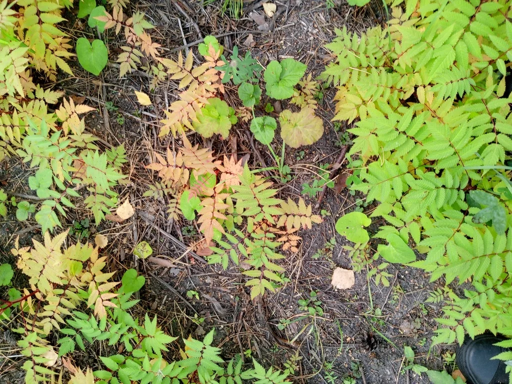 Sorbaria Sorbifolia