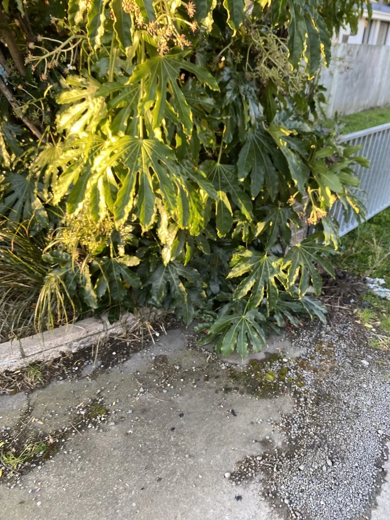 Fatsia Japonica
