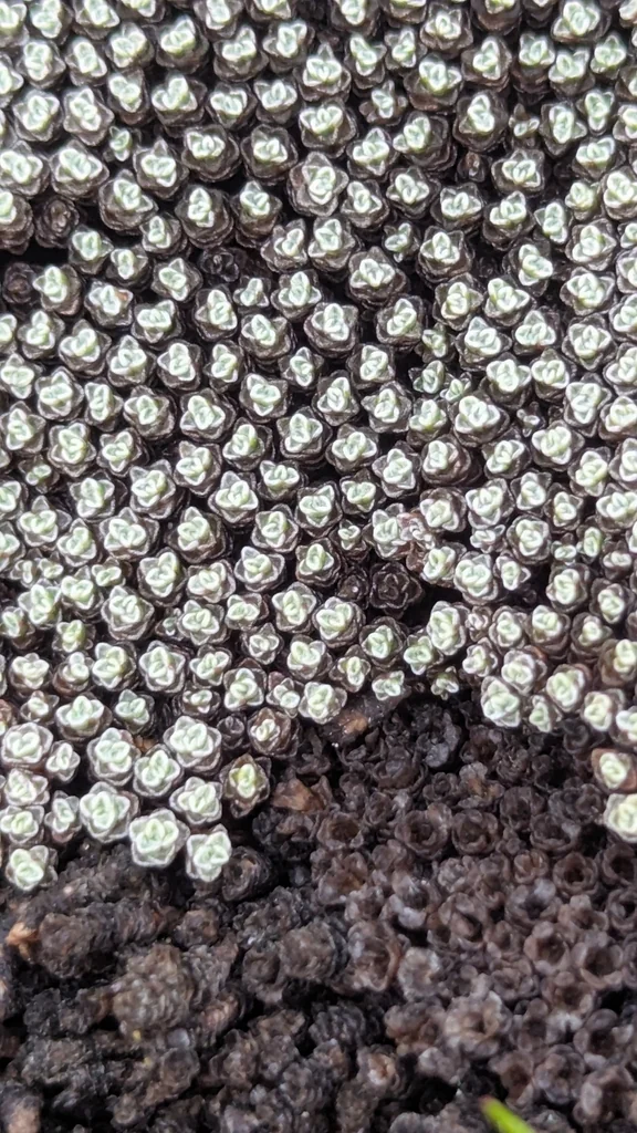 Raoulia Australis