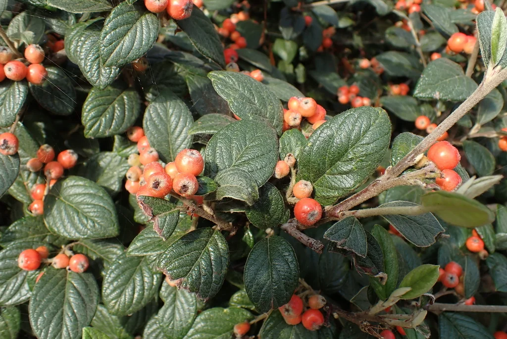 Cotoneaster Franchetii