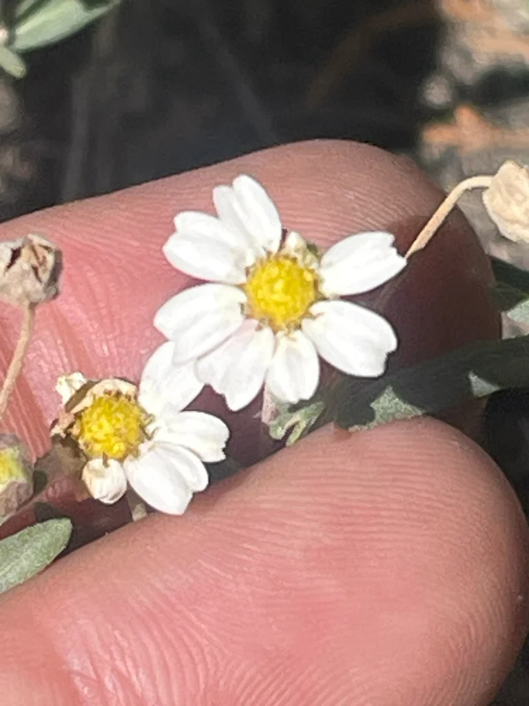 Melampodium Leucanthum