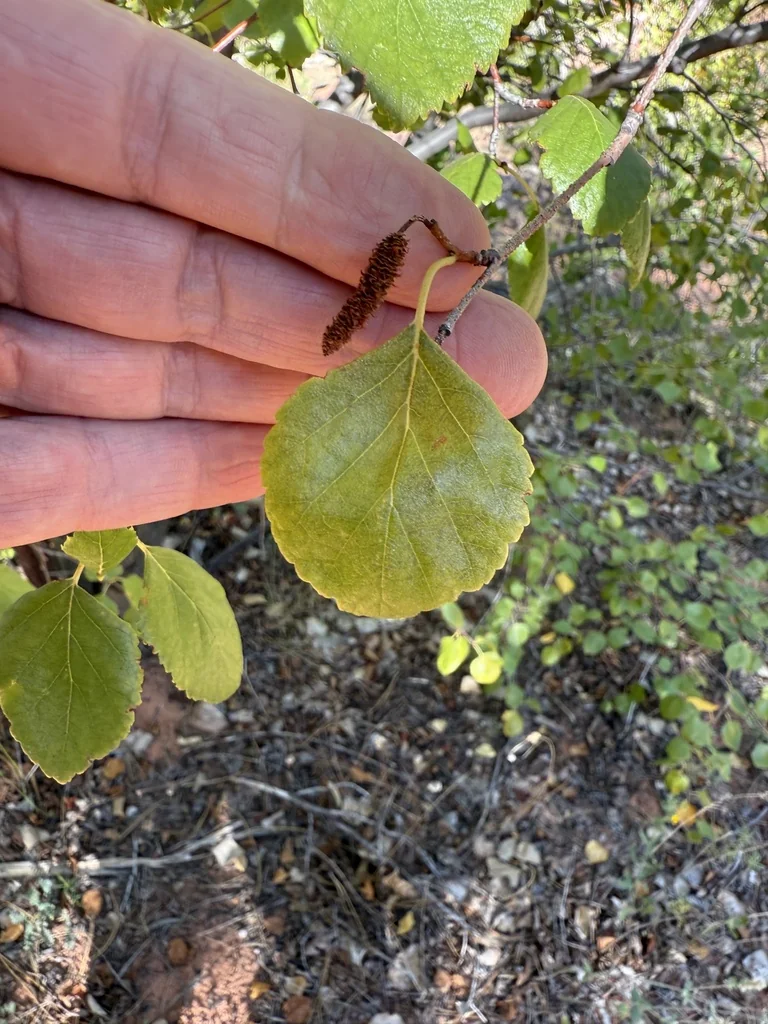 Betula Occidentalis