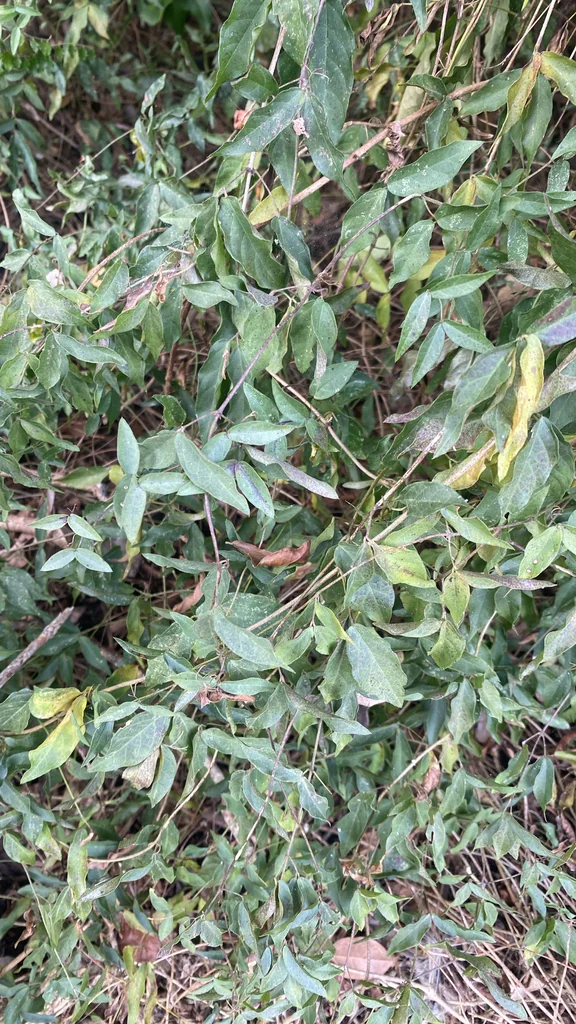 Macfadyena Unguis-Cati