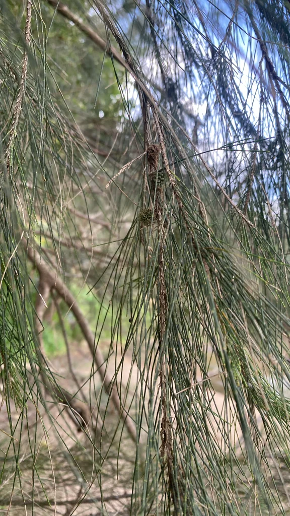 Casuarina Cunninghamiana