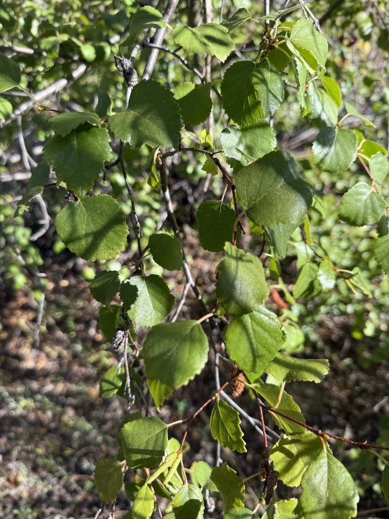 Betula Occidentalis