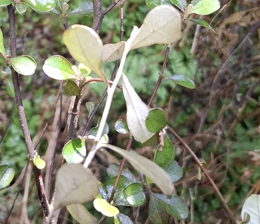 Corokia Cotoneaster