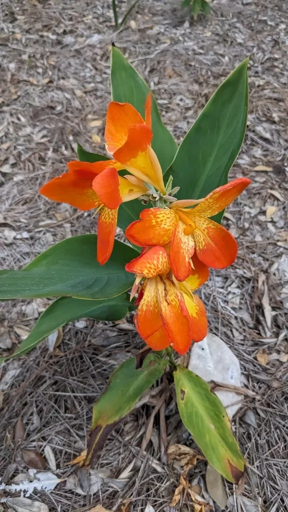 Canna generalis