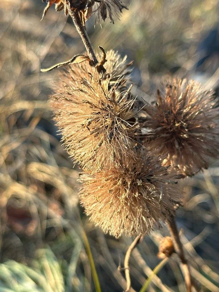 Liatris Ligulistylis