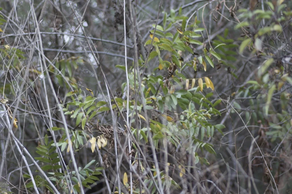 Juglans Californica