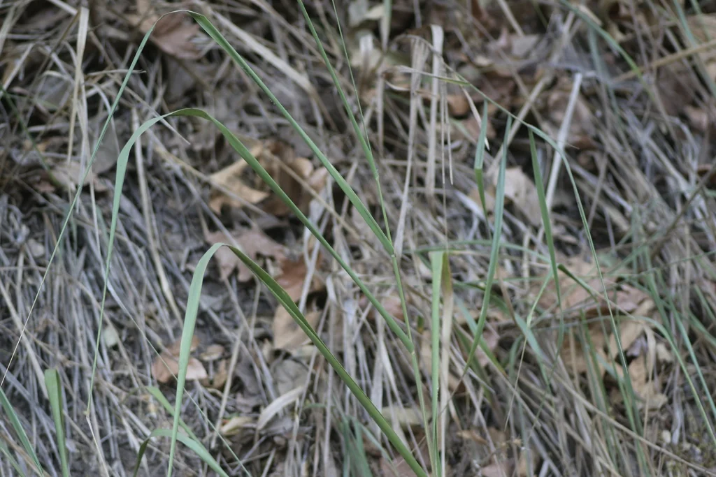 Leymus Condensatus