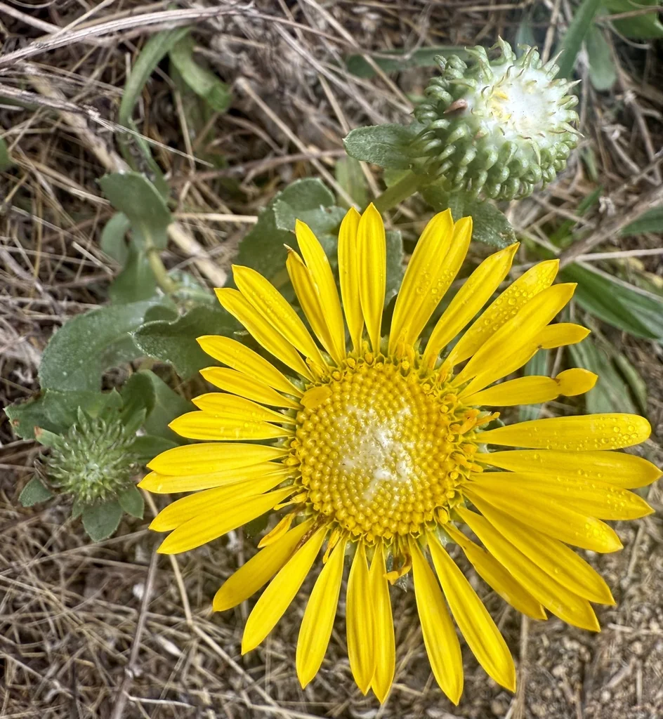 Grindelia stricta
