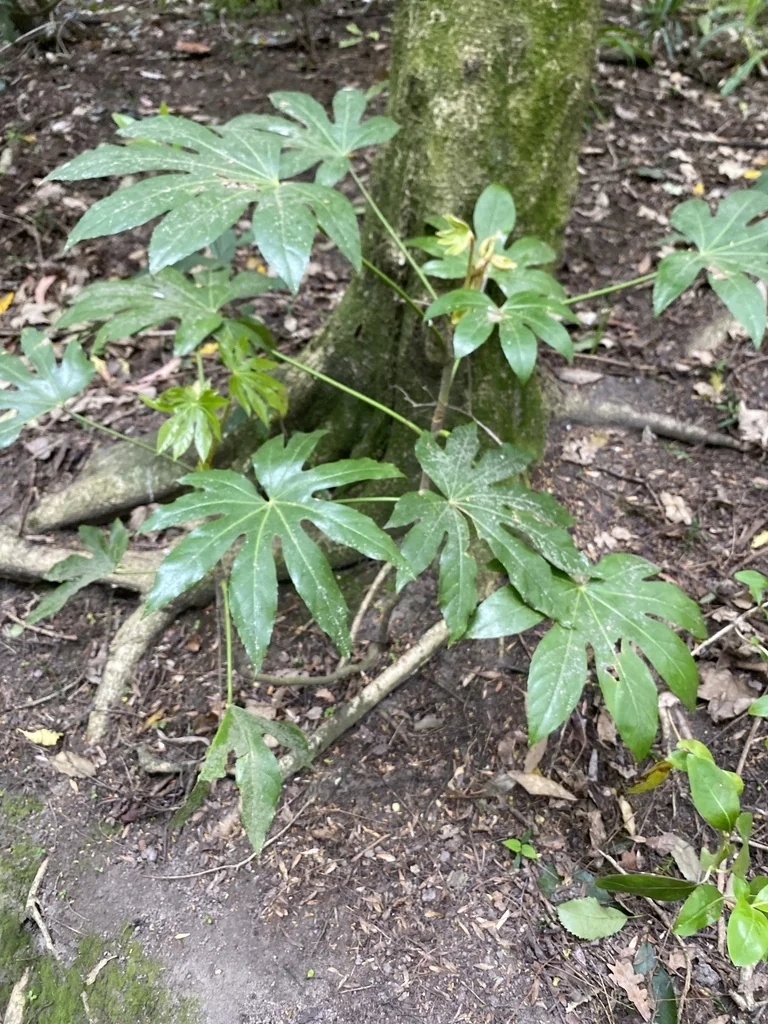 Fatsia Japonica