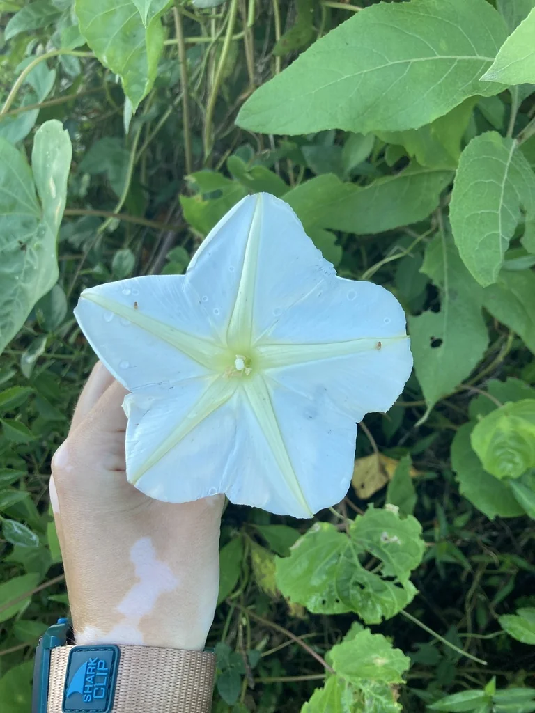 Ipomoea Alba