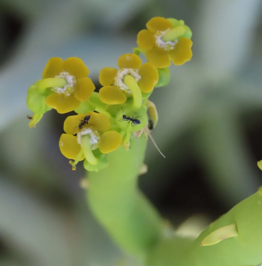 Euphorbia Mauritanica