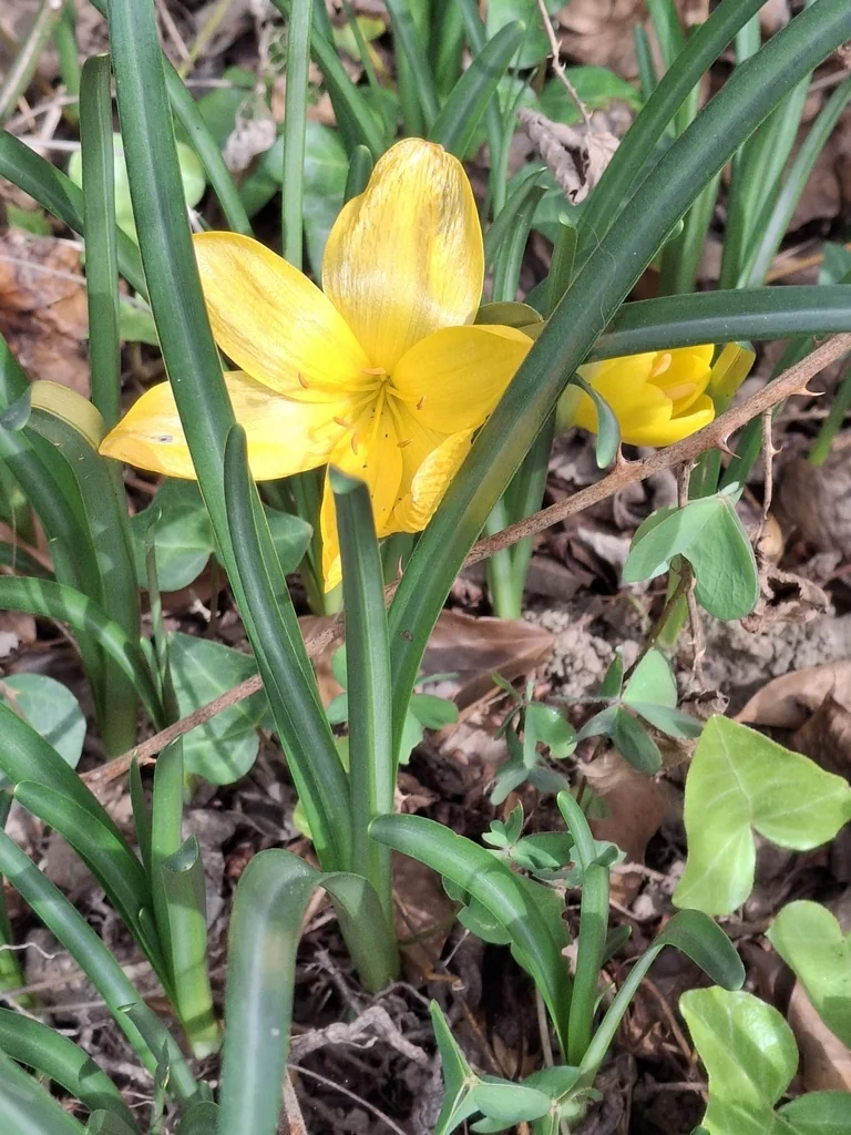 Sternbergia lutea