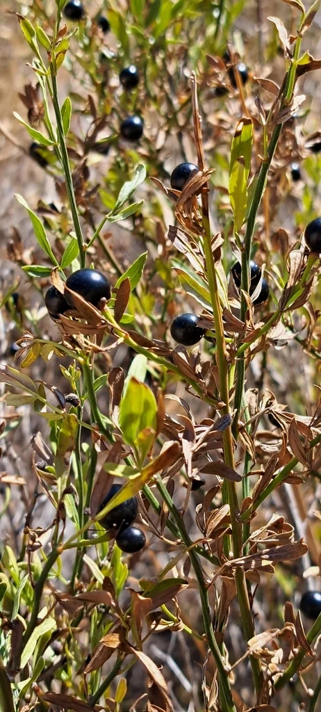 Jasminum Humile