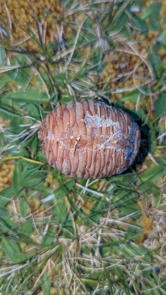 Cedrus Deodara