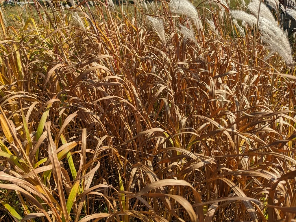 Miscanthus Sacchariflorus
