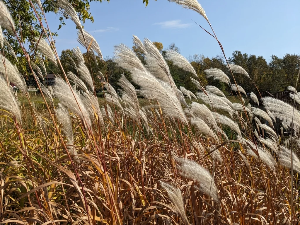 Miscanthus Sacchariflorus
