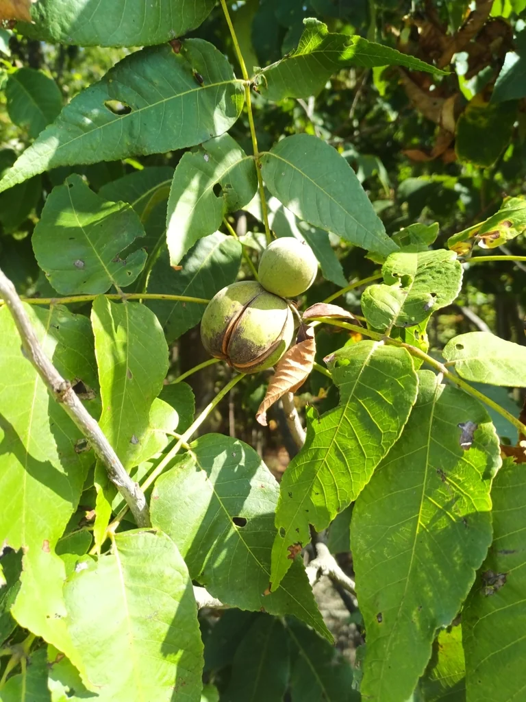 Carya Laciniosa