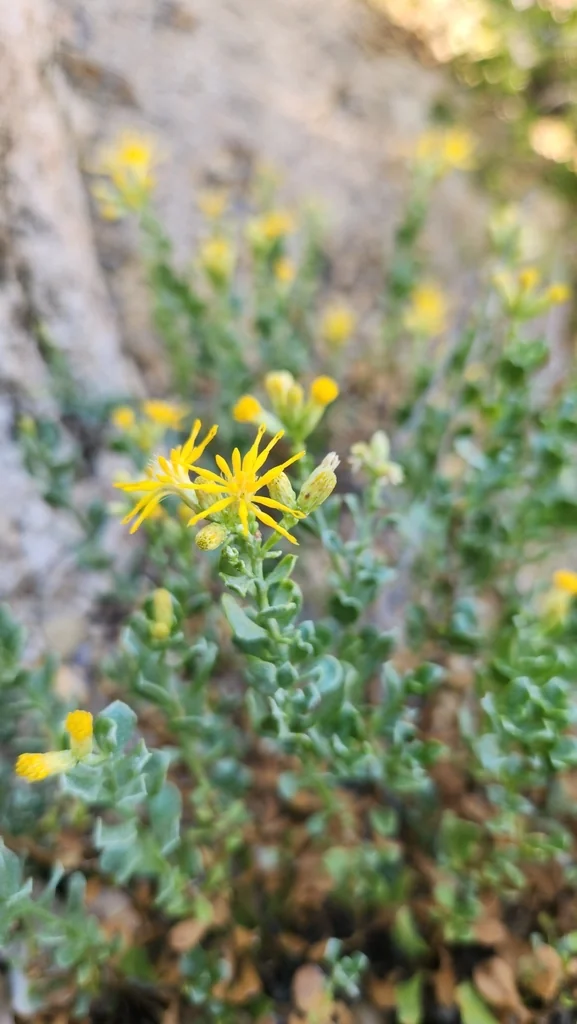 Ericameria Cuneata