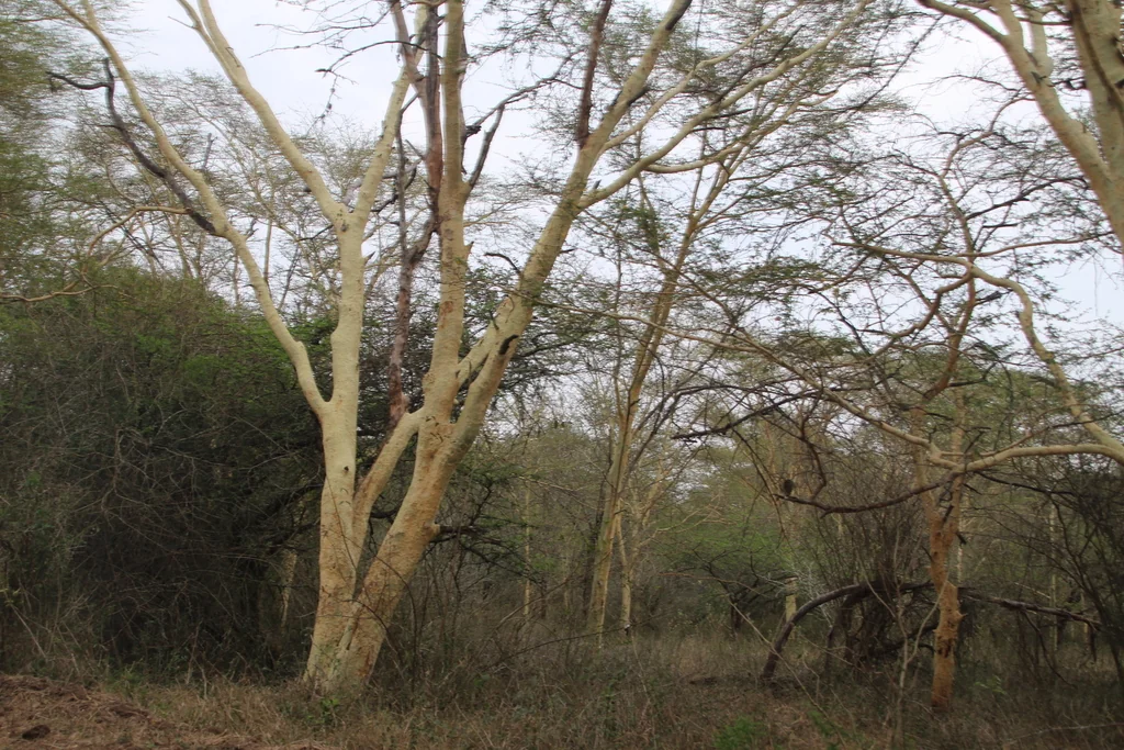 Acacia Xanthophloea