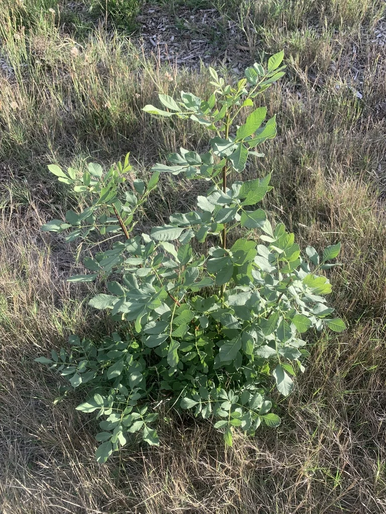 Fraxinus Latifolia