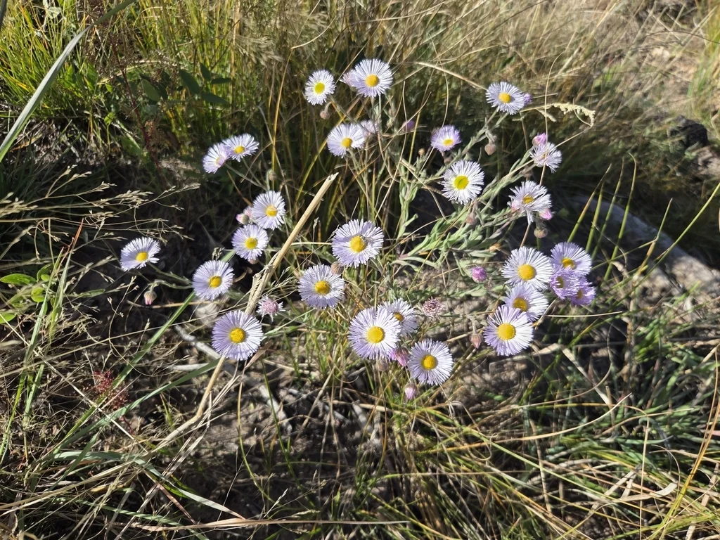 Erigeron Divergens