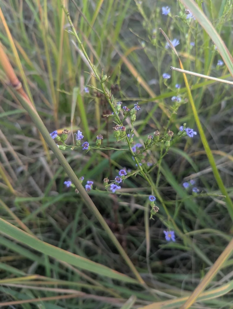 Symphyotrichum Oolentangiense