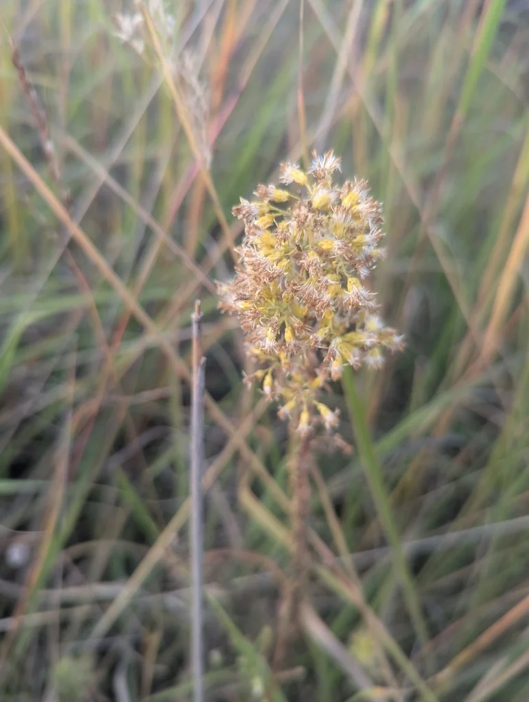 Solidago Speciosa
